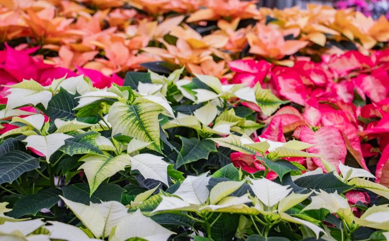 Poinsettia Plants in Festive Colors