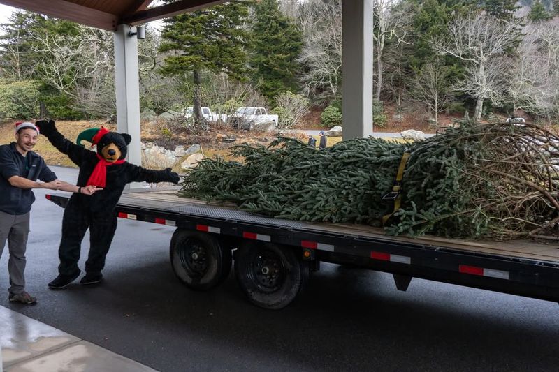 Shipping Networks Deliver Trees Nationwide