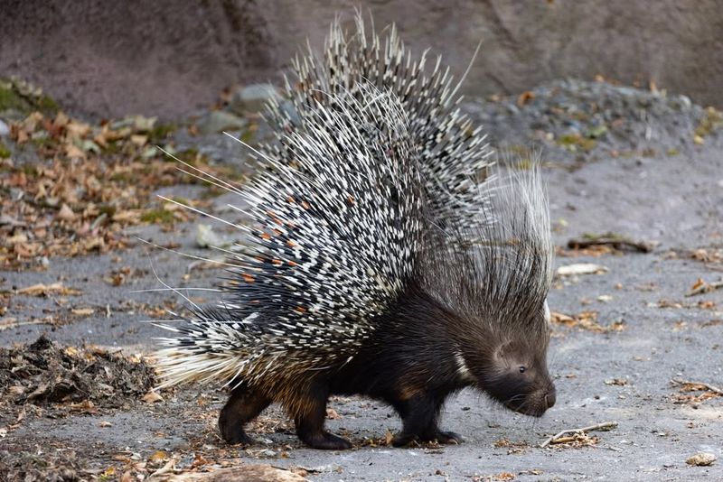 Den Sites In Or Near Your Property