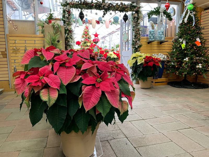 Poinsettia