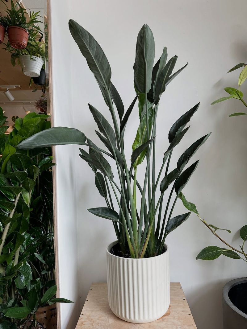 Bird Of Paradise (Strelitzia Reginae)