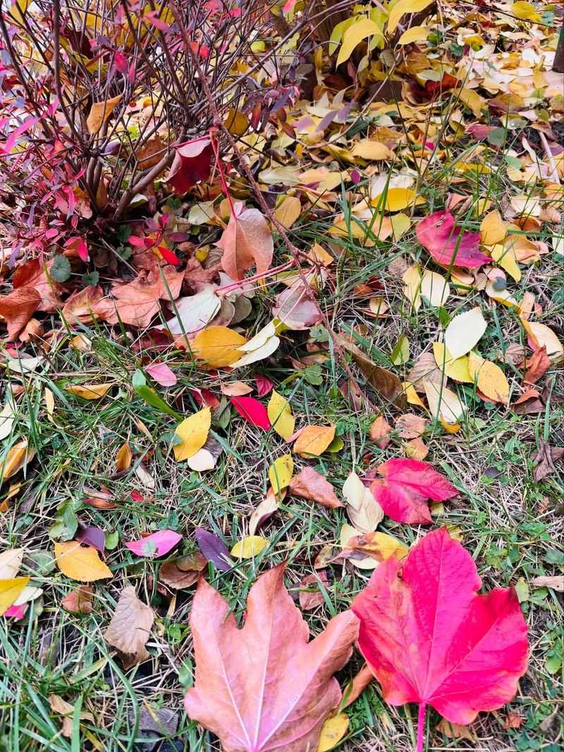 Your Neighbor Is Not Required To Clean Your Yard