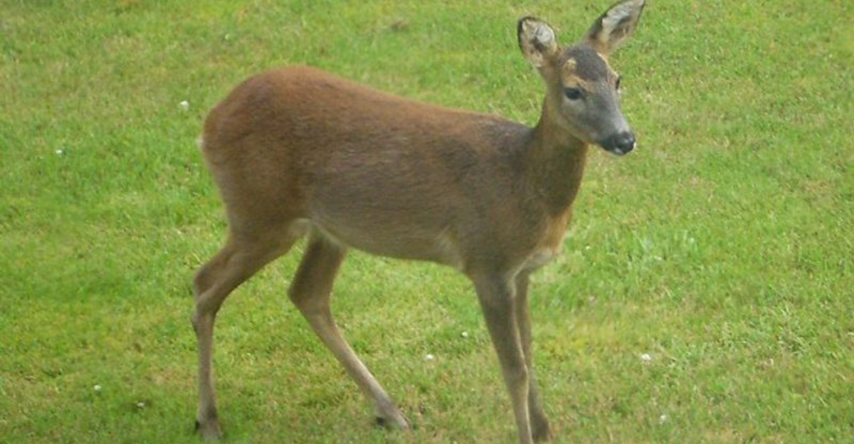 North Carolina Residents Are Reporting Deer Destroying Winter Gardens