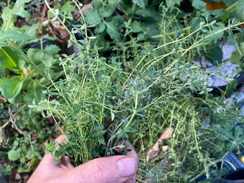 Springfield Riverfront Community Space