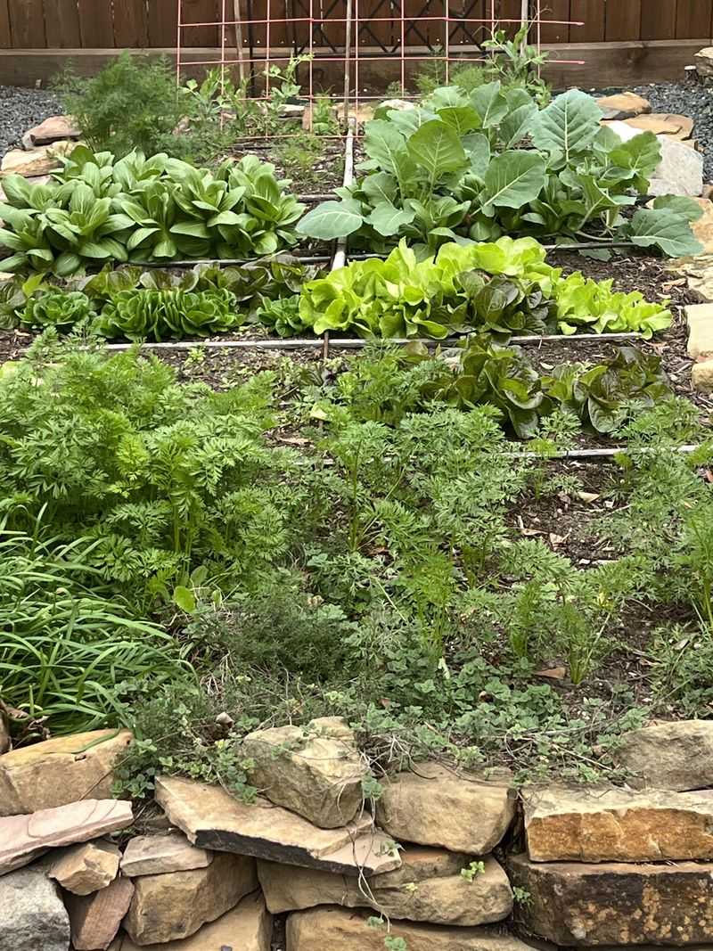 Central Texas Offers Extended Winter Growing Seasons