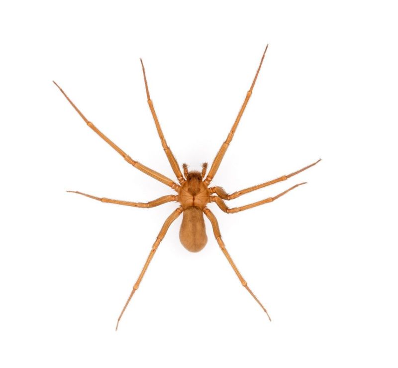 Brown Recluse Spider