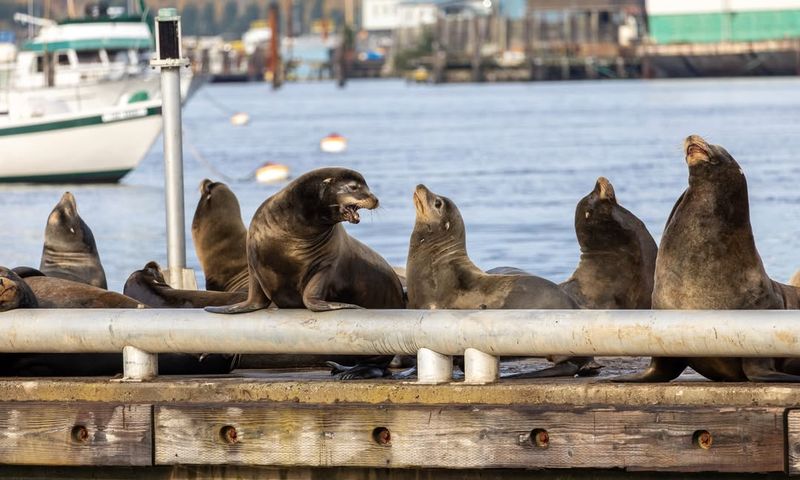 Sea Lions (California And Steller)