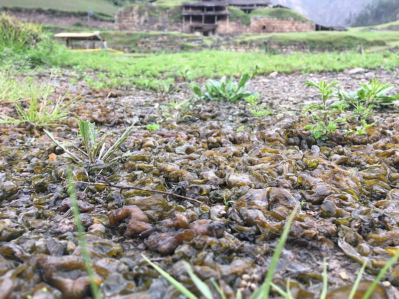 The Gelatinous Substance Is Harmless To Plants And People