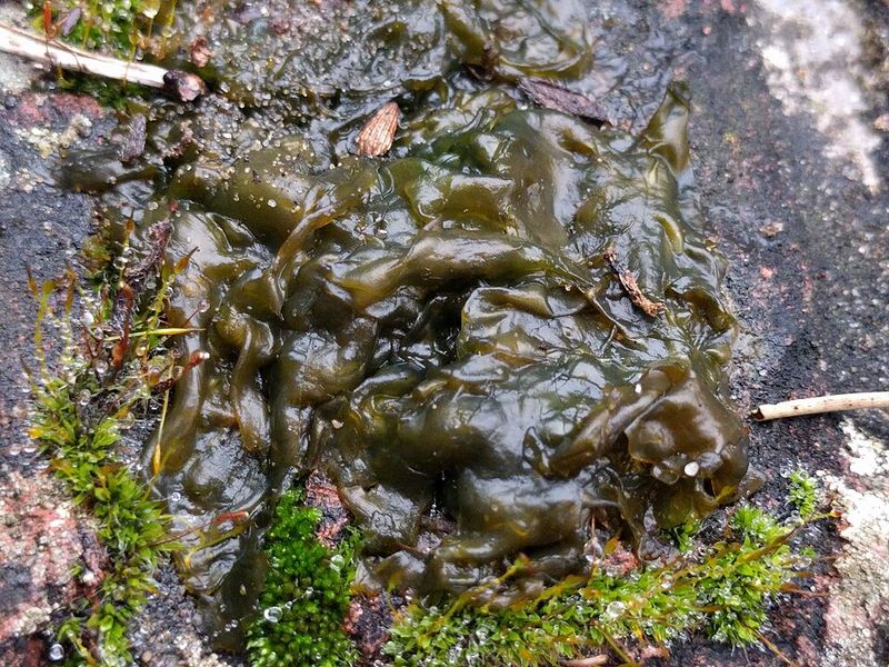 This Organism Thrives In Wet Conditions And Poor Drainage Areas