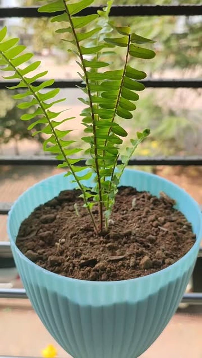 Following Generic Watering Advice From Other Regions