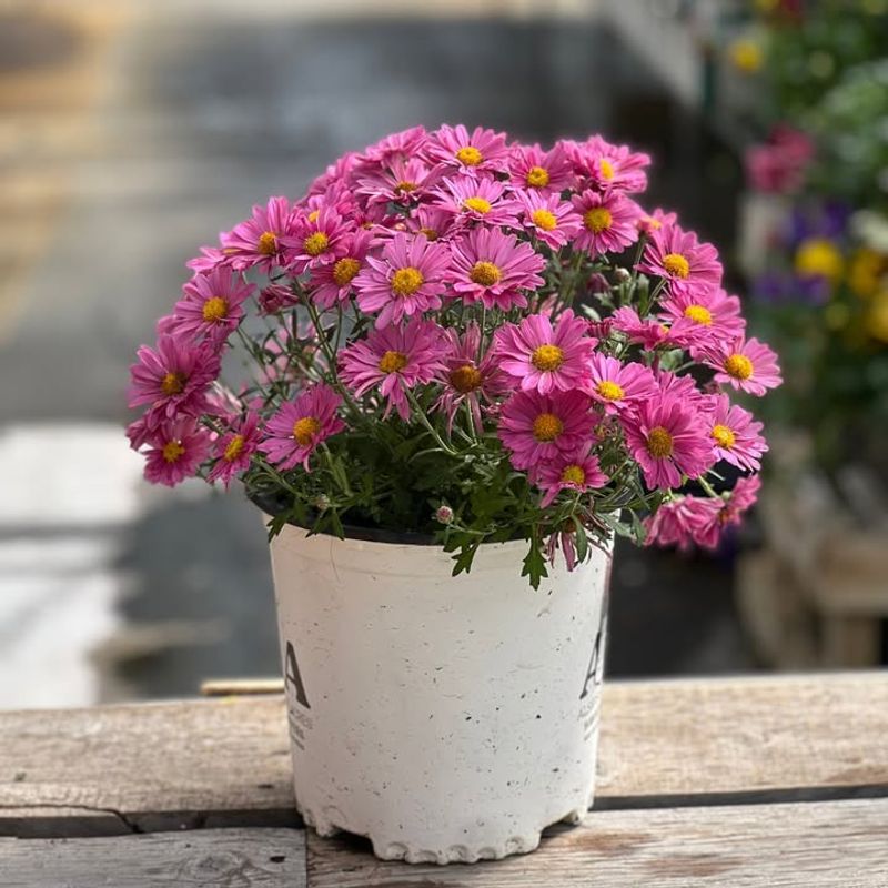 Assuming Established Mums Don't Need Water