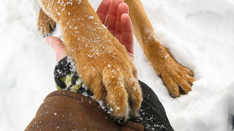 Skipping Regular Paw And Coat Inspections
