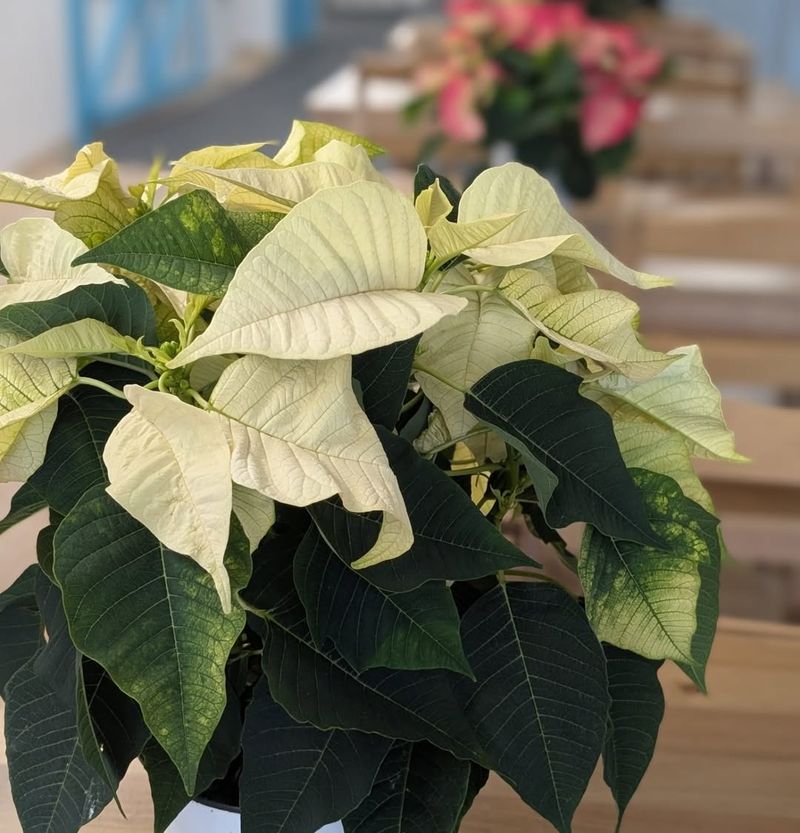 Dry Air From Heating Systems