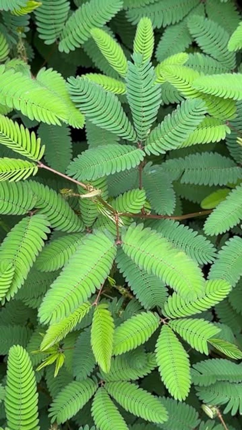 Seen As A Fun Gateway Plant For New Gardeners