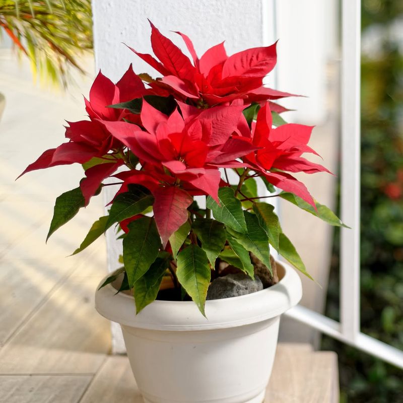 Forgetting About New Mexico's Extremely Dry Indoor Air