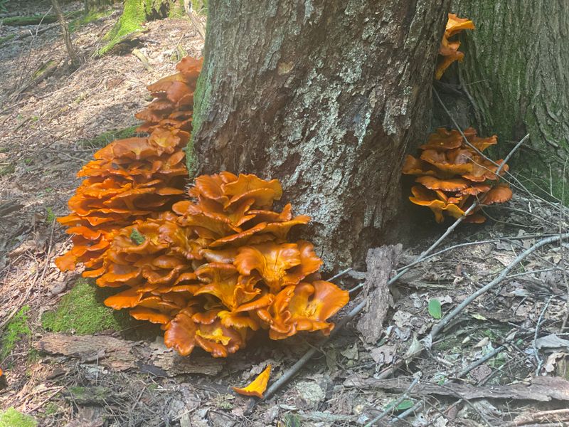 They Grow on Decaying Wood