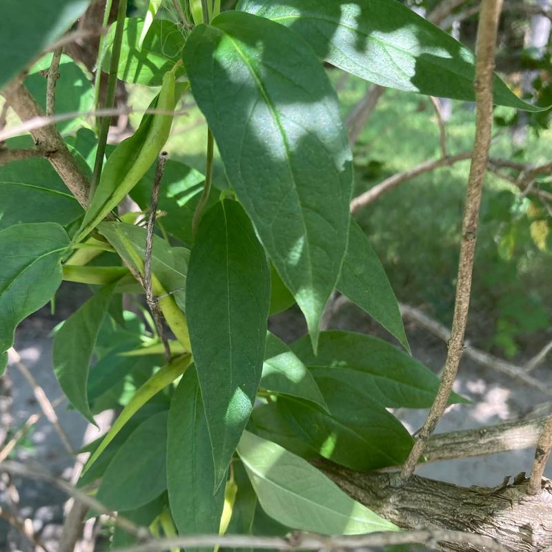 Nuisance Laws And Excessive Growth