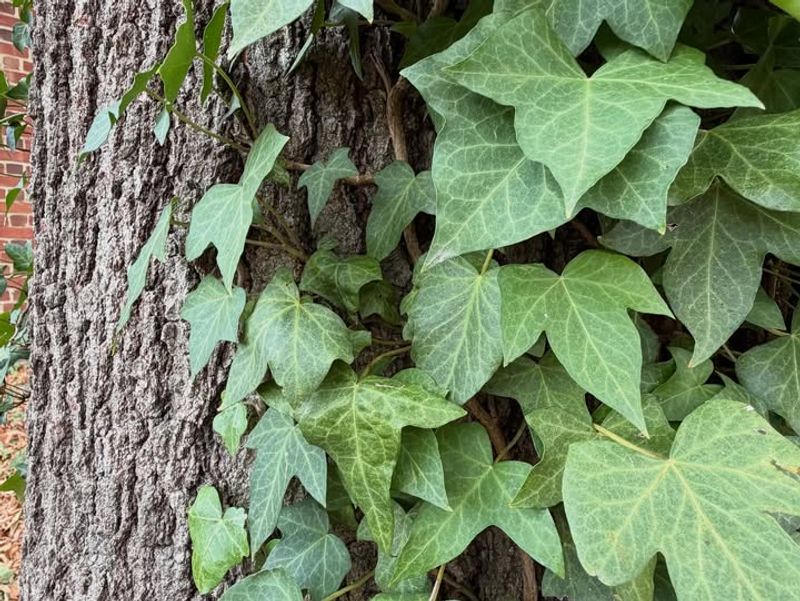 Nuisance Laws Apply in South Carolina