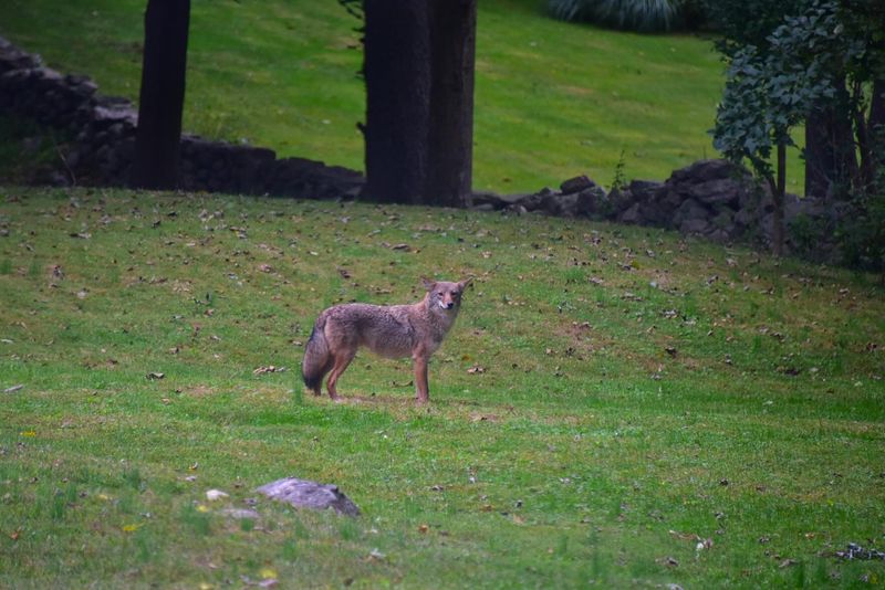 Contact Wildlife Officials If The Coyote Acts Odd Or Won't Leave