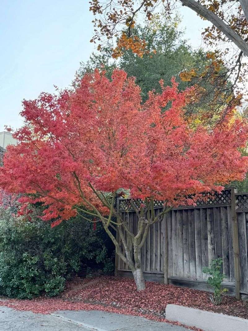 Communication Often Solves Leaf Disputes Peacefully