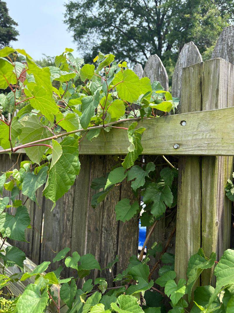 Shared Fence Considerations