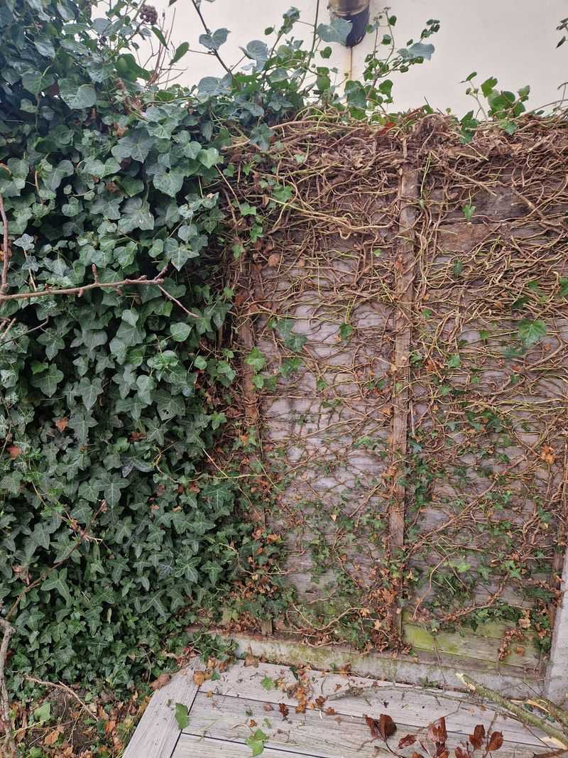 You Can Trim Overhanging Vegetation