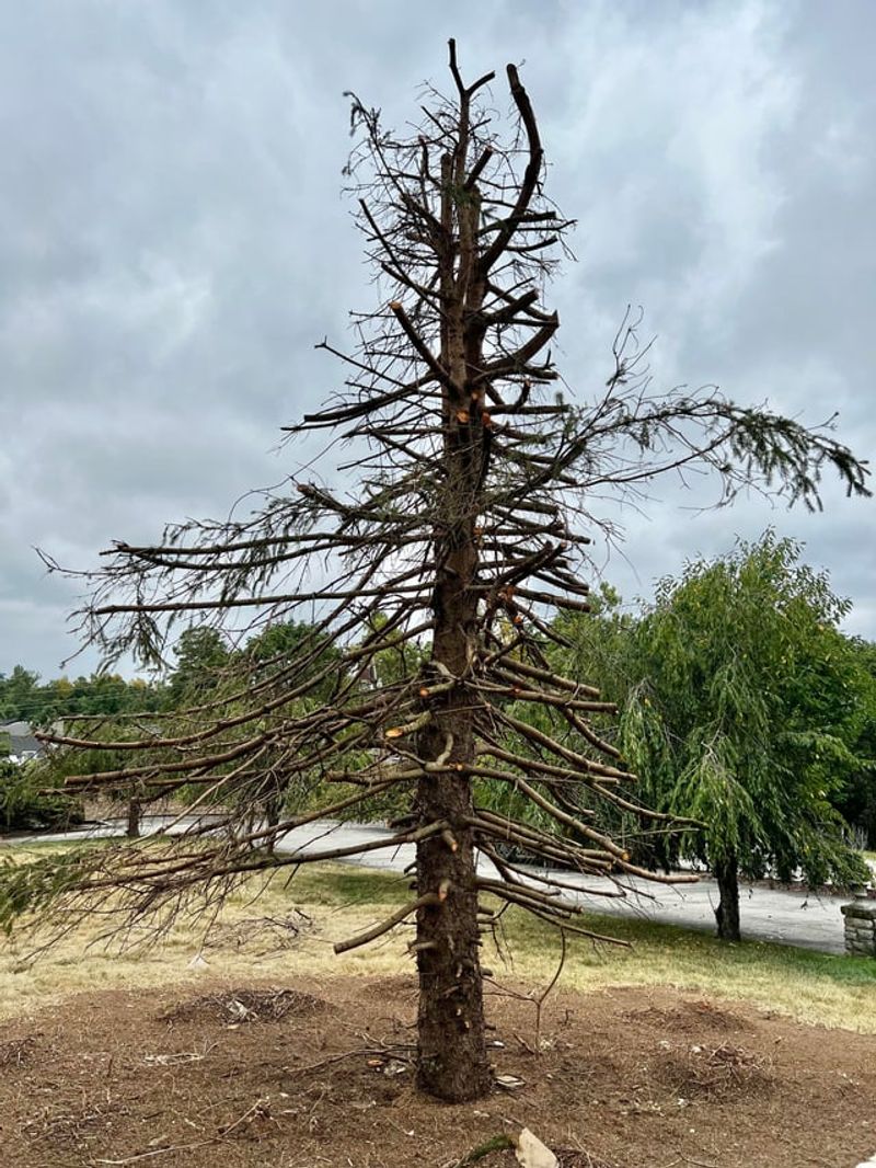 Tree Damage Claims Require Proof Of Negligence