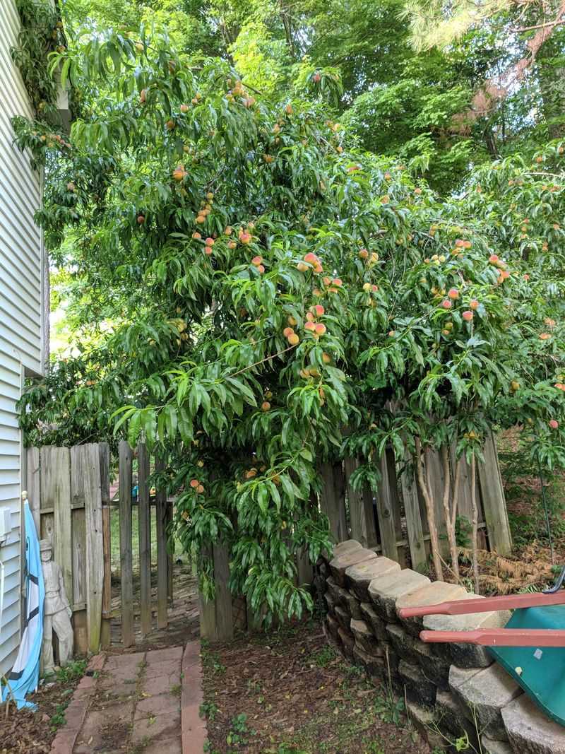 HOA Rules May Override General Property Laws