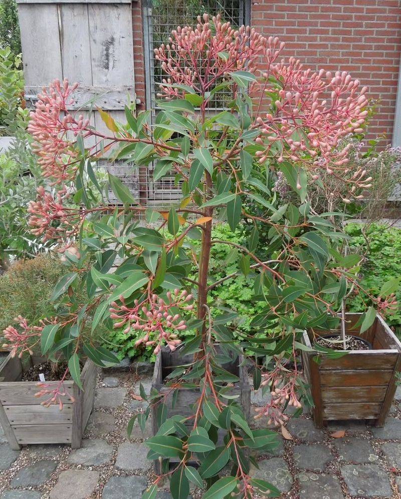 Container Specimens In Cool Areas