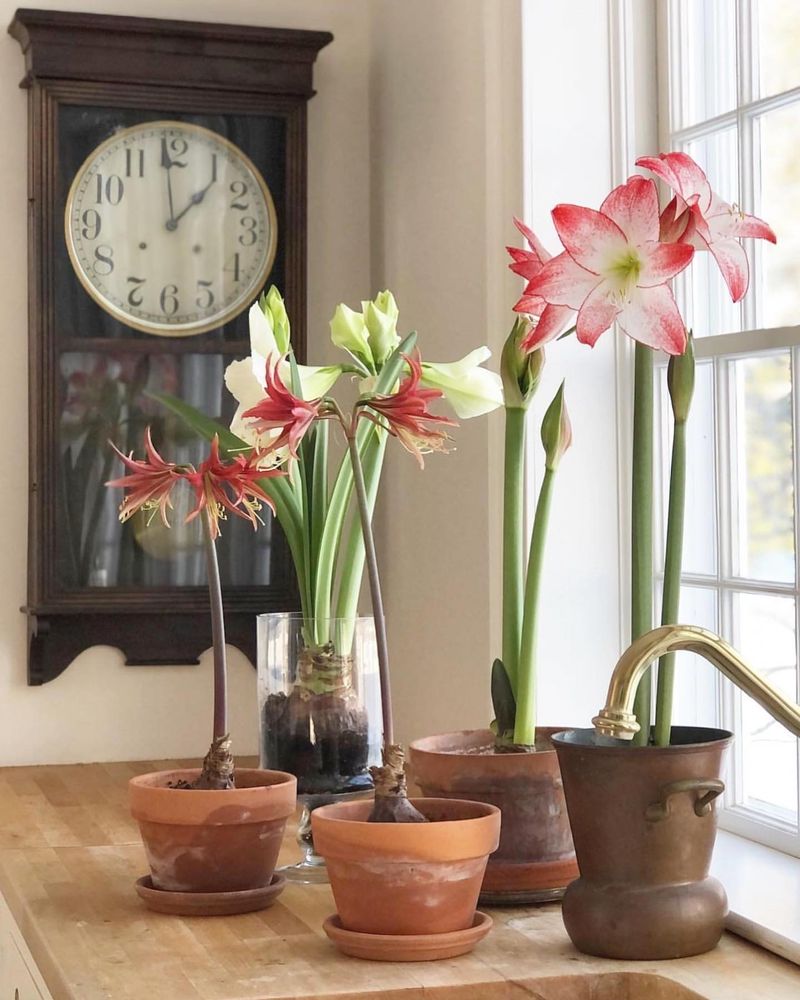 Planting Depth And Container Issues