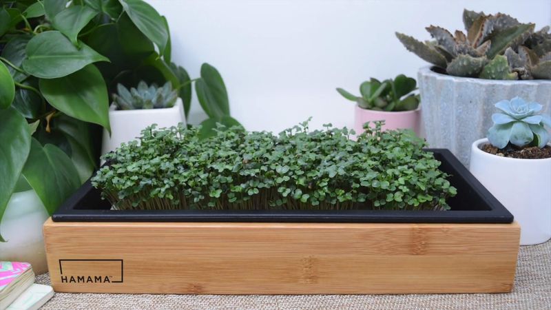 Zero Pesticides Or Questionable Chemicals