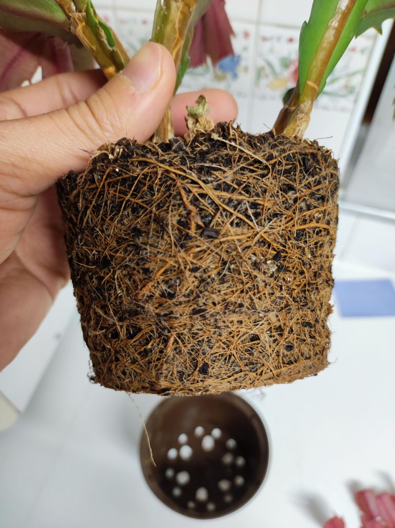 Root-Bound Plants In Small Containers