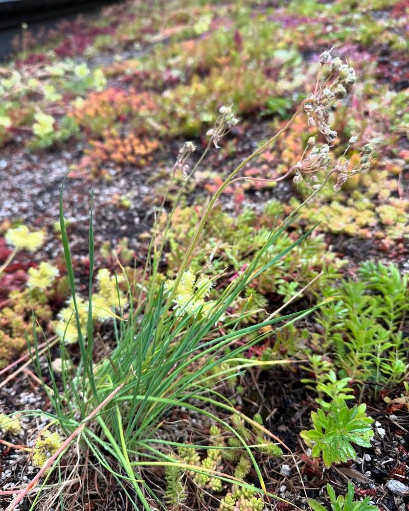 Weed Seeds Create Maintenance Nightmares