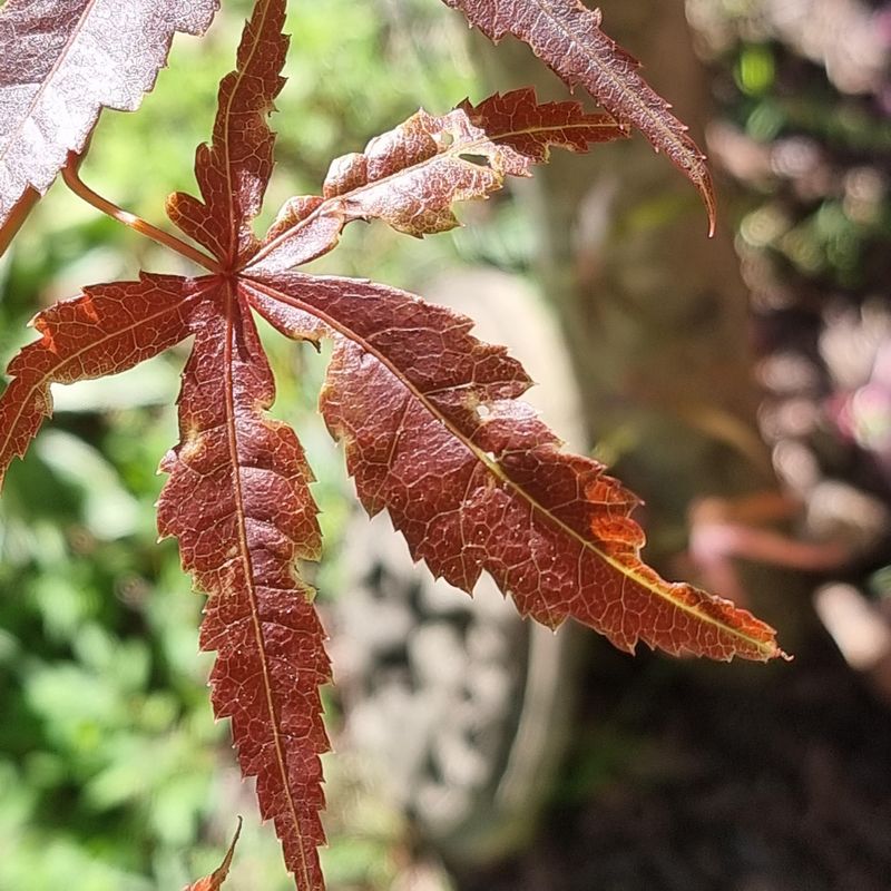 Seasonal Patterns Of Twisted Leaf Appearance