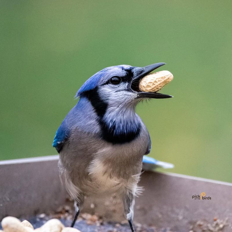 Peanuts In The Shell Entertain Jays And Woodpeckers