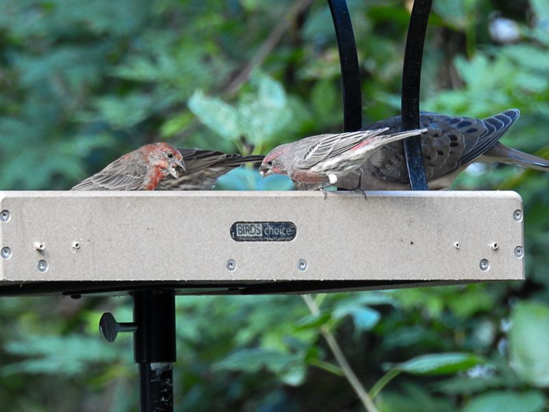 Platform And Hopper Feeders