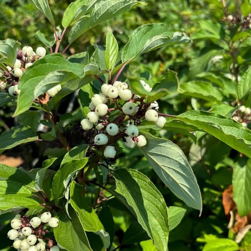 Dogwood Berries Fuel Fall Migration