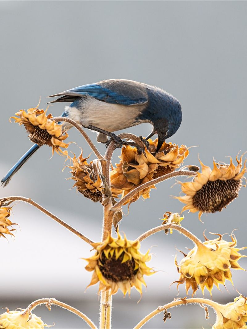 Black Oil Sunflower Seeds