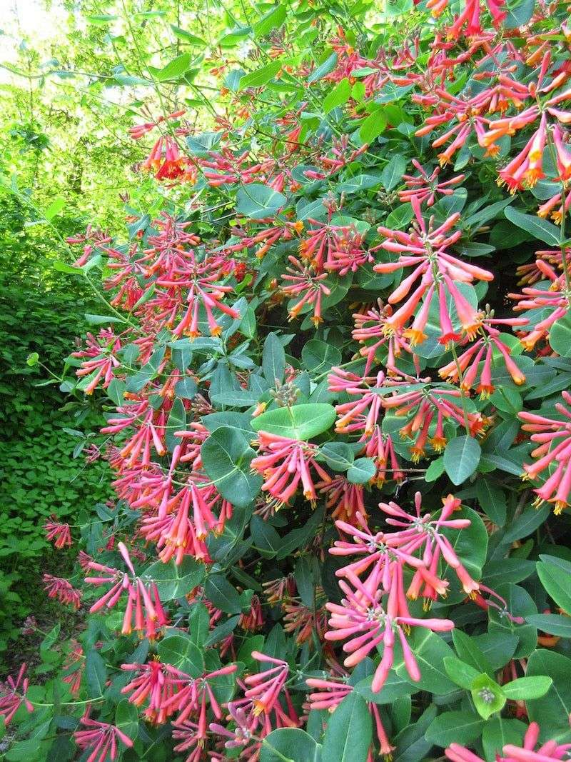 Coral Honeysuckle