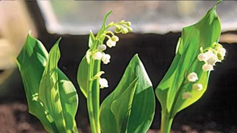Lily of the Valley (Convallaria majalis)