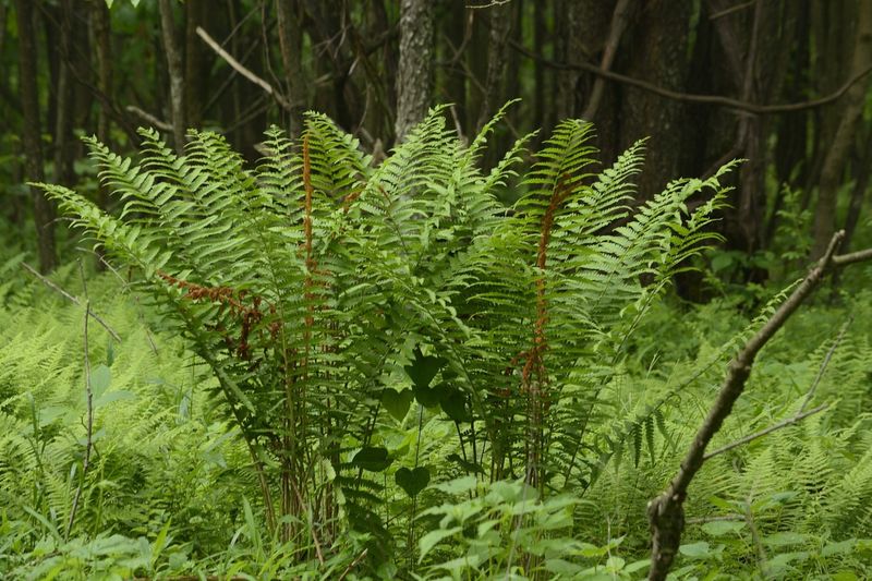 Cinnamon Fern