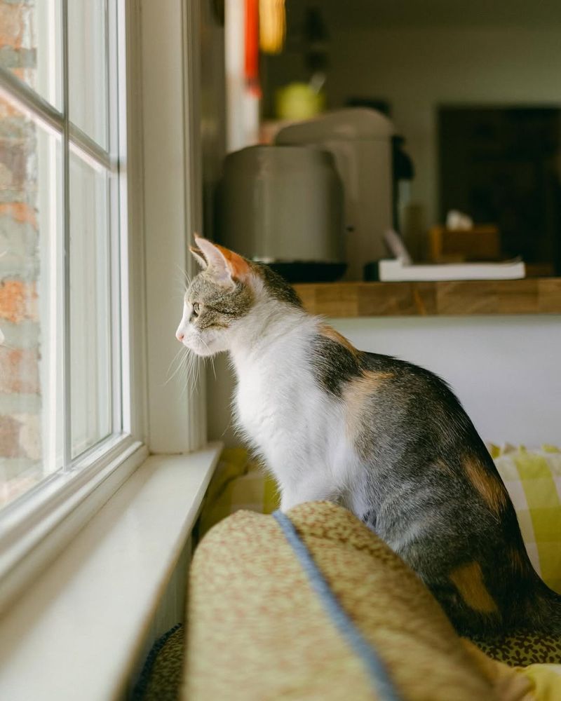 Secure Your Pets And Small Animals