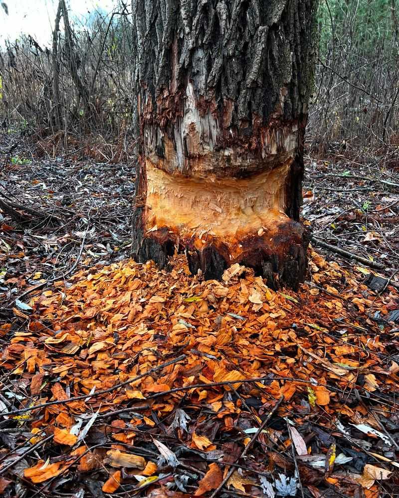 Check Your Trees For Damage