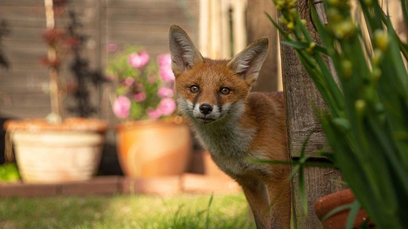 Remove Food Sources That Attract Them