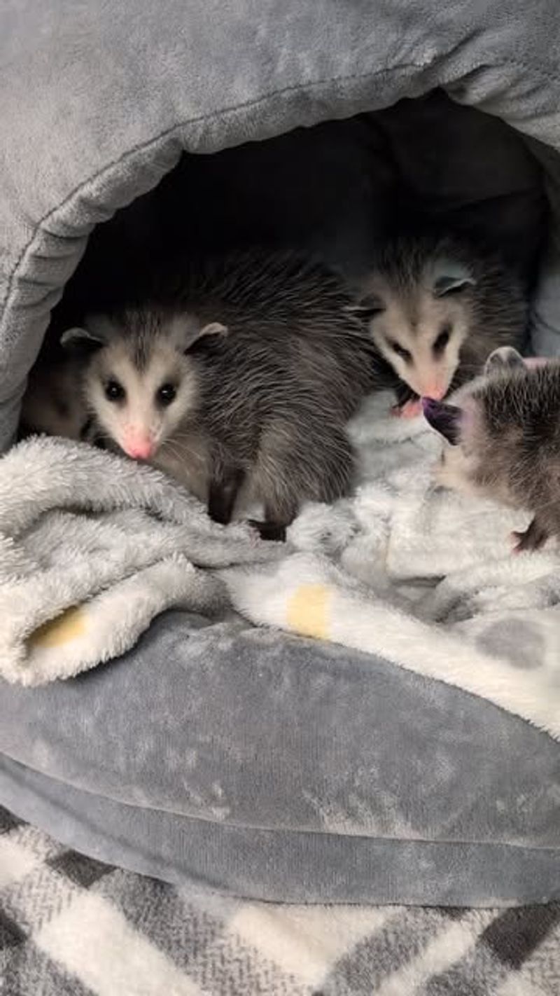 Check For Babies In The Area