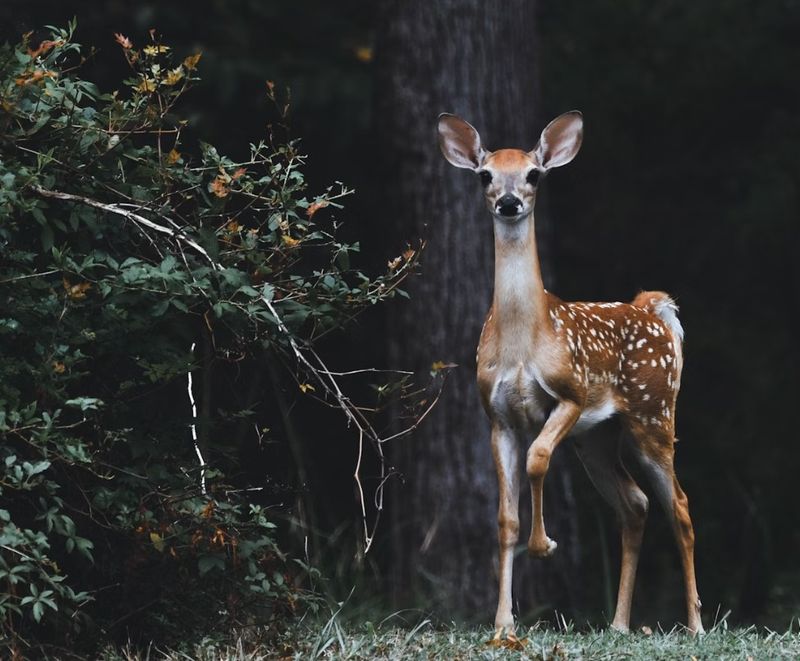 Stay Calm And Keep Your Distance