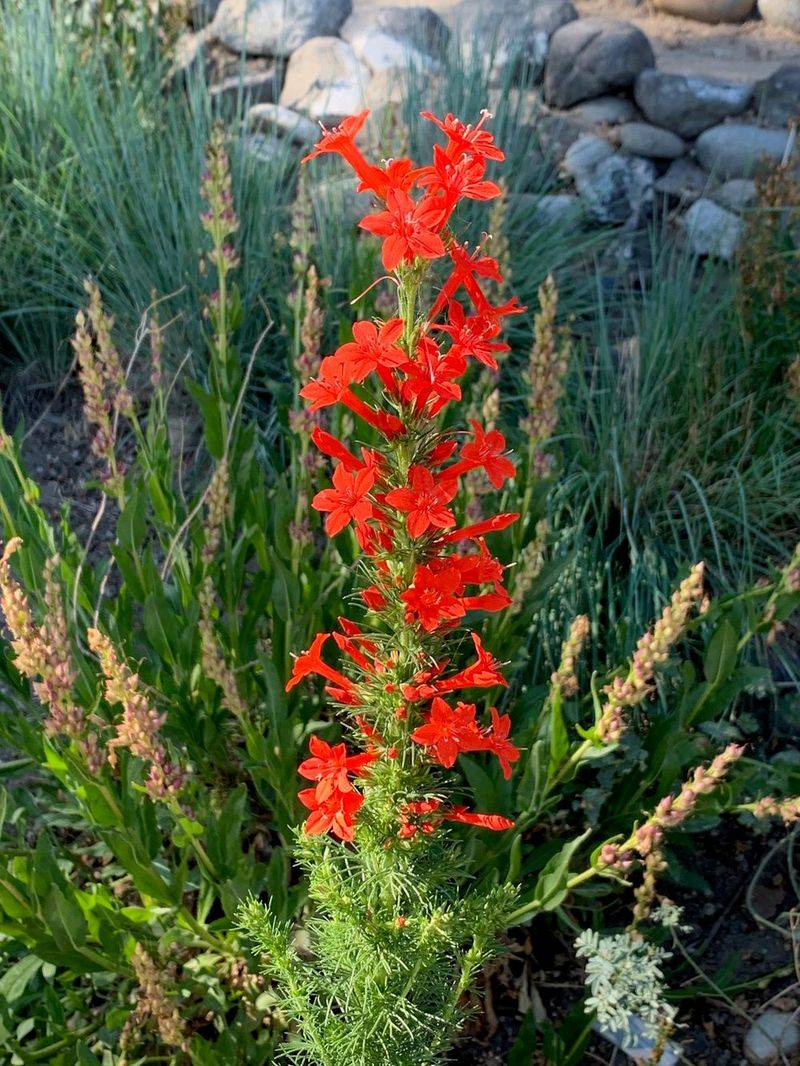 Scarlet Gilia