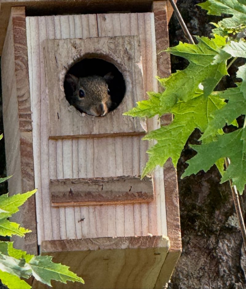 Provide Nesting Boxes Where Appropriate