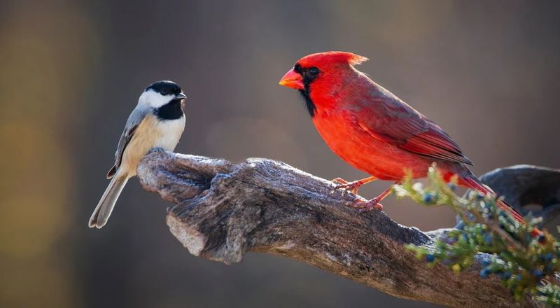 Avoid Pesticides And Chemicals