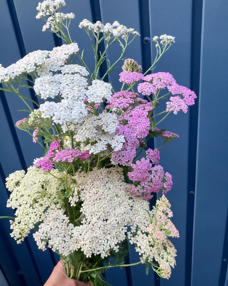 Works Perfectly In Cut Flower Arrangements